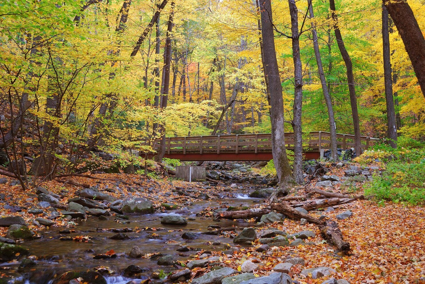 autumn-forest-with-wood-bridge_649448-4918
